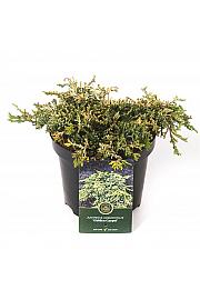 Juniperus horizontalis Golden Carpet C2,5 lit. 15-20 cm