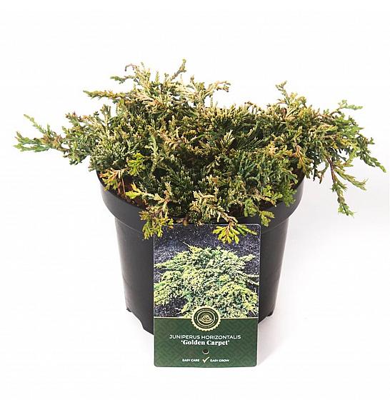 Juniperus horizontalis Golden Carpet C2,5 lit. 15-20 cm