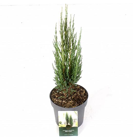 Juniperus scopulorum Blue Arrow C2,5 Lit. 30-40 cm