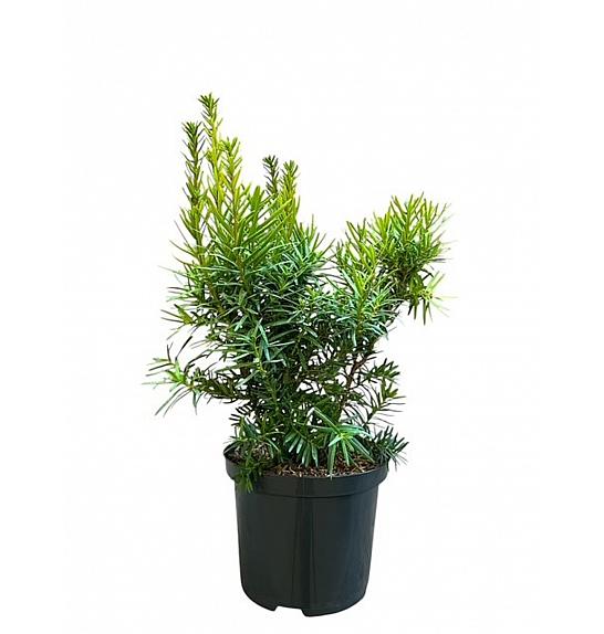 Tixus media Hicksii Barth C2.5 Lit. 25-30 cm