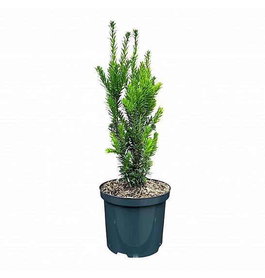 Taxus media Hillii C2,5 Lit. 25-30 cm