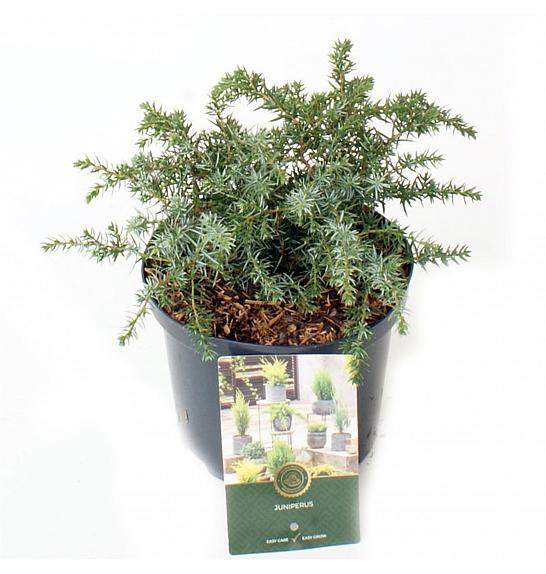 Juniperus communis Ristol C2,5 Lit. 15-20 cm