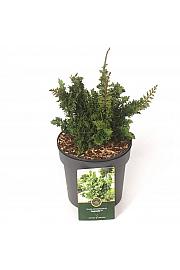 Thuja occidentalis Malonyana Holub = Sagrada C2.5 Lit. 20-25 cm