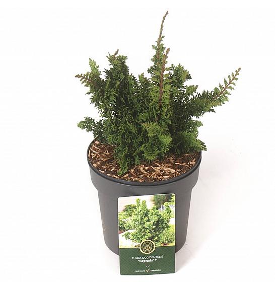 Thuja occidentalis Malonyana Holub = Sagrada C2.5 Lit. 20-25 cm