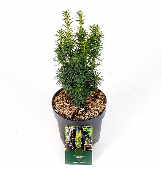 Tisa Davidova C2,5 lit. 30-40 cm