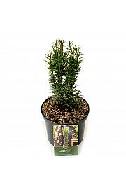 Taxus baccata Fastigiata Robusta C2,5 Lit. 30-40 cm