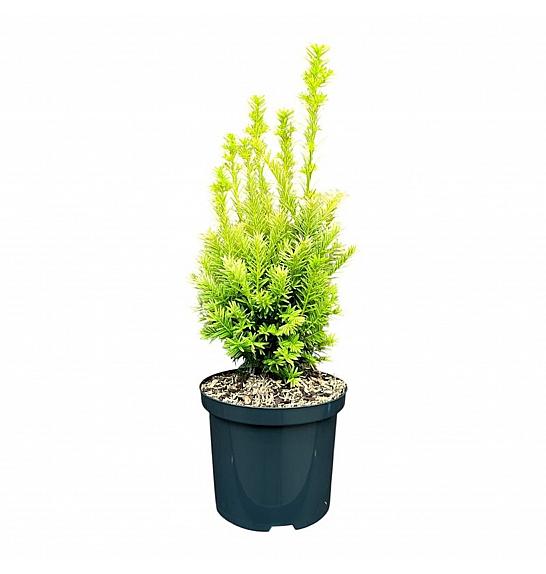 Taxus media Tymon ᴾᴿ C2.5 Lit. 30-40 cm