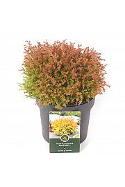 Thuja occidentalis Fire Chief® C2,5 Lit. 20-25 cm