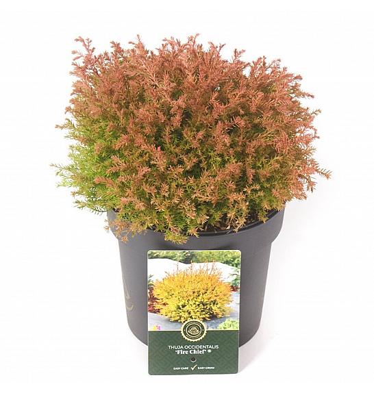 Thuja occidentalis Fire Chief® C2,5 Lit. 20-25 cm