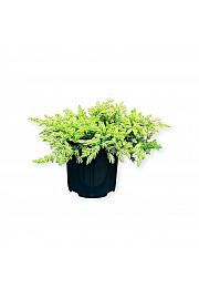 Juniperus conferta Suncokret ᴾᴿ C2.5 Lit. 20-25 cm