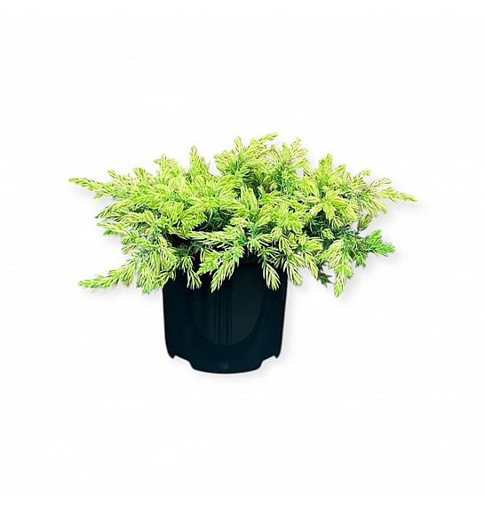 Juniperus conferta Suncokret ᴾᴿ C2.5 Lit. 20-25 cm