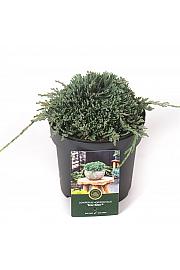 Juniperus horizontalis Icee Blue C2,5 lit. 15-20 cm