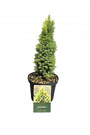 Picea glauca Sunce na nebu PBR C2,5 lit. 20-25 cm