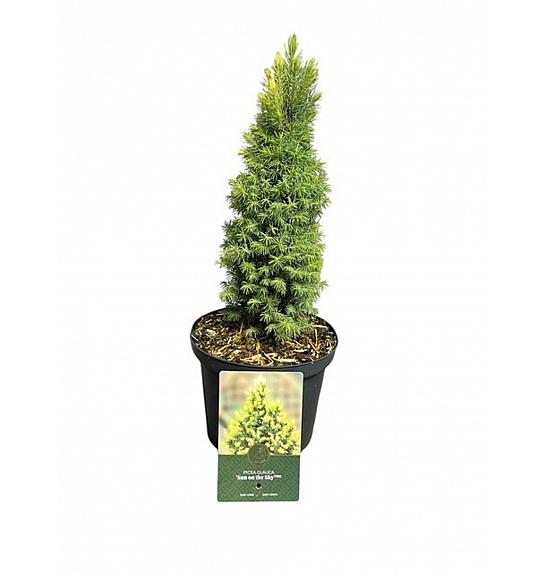 Picea glauca Sunce na nebu PBR C2,5 lit. 20-25 cm