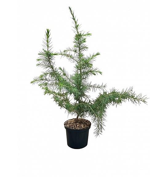 Cedrus deodara C2,5 Lit. 25-30 cm