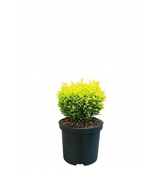 Chamaecyparis lawsoniana Otok s blagom C2,5 lit. 15-20 cm