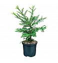 Sequoia sempervirens C2,5 Lit. 20-25 cm