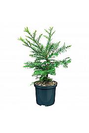 Sequoia sempervirens C2,5 Lit. 20-25 cm