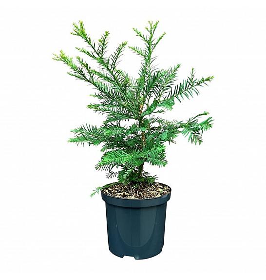 Sequoia sempervirens C2,5 Lit. 20-25 cm