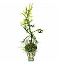 Cryptomeria japonica Kyara Gold ᴾᴿ C2.5 lit. 30-40 cm