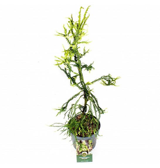 Cryptomeria japonica Kyara Gold ᴾᴿ C2.5 lit. 30-40 cm