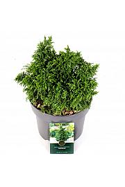 Cryptomeria japonica Yokohama C5 Lit. 25-30 cm