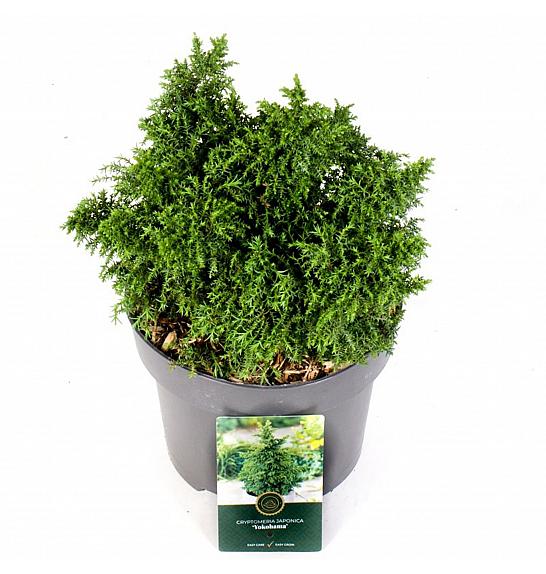 Cryptomeria japonica Yokohama C5 Lit. 25-30 cm