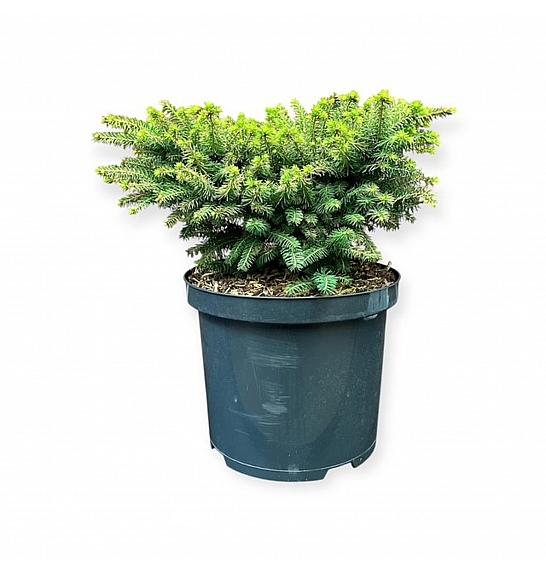 Picea abies Nidiformis C5 Lit. 25-30 cm