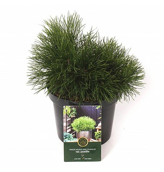 Pinus mugo Pumilio C2,5 Lit. 20-25 cm
