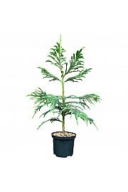 Cryptomeria japonica Yakushima Blue C2,5 lit. 30-40 cm