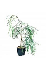 Chamaecyparis lawsoniana Opuštena solo C2,5 lit. 50-60 cm