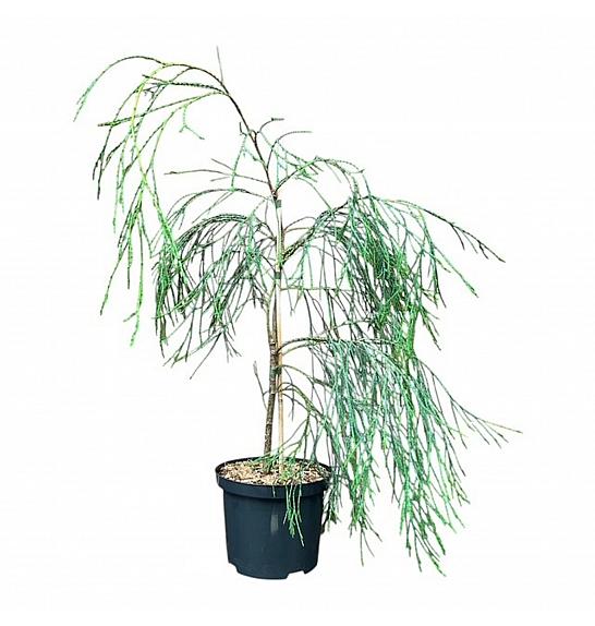 Chamaecyparis lawsoniana Opuštena solo C2,5 lit. 50-60 cm