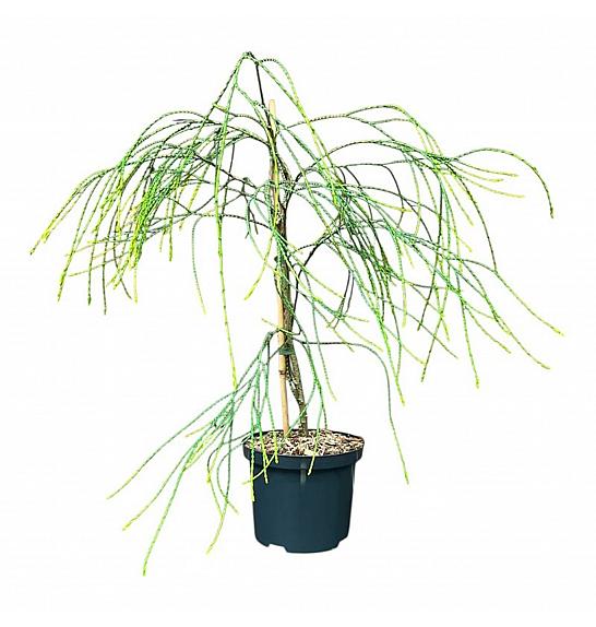Chamaecyparis lawsoniana Zlatni prskalica C2,5 lit. 50-60 cm
