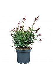 Podocarpus alpinus Crveni tip C5 Lit. 25-30 cm