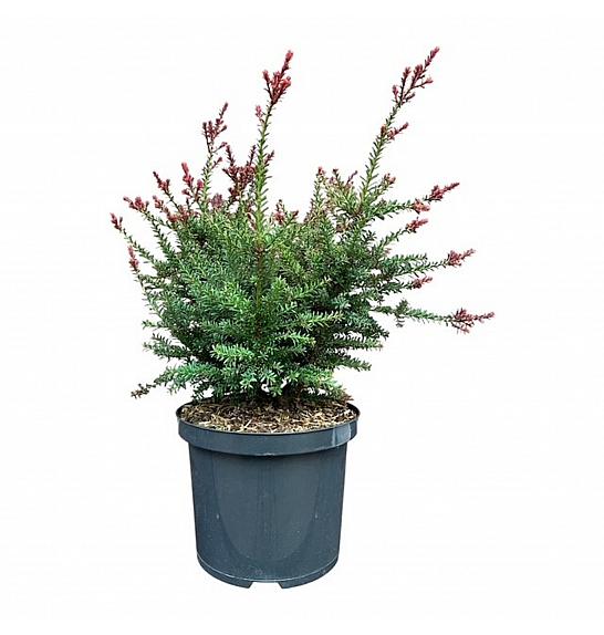 Podocarpus alpinus Crveni tip C5 Lit. 25-30 cm