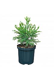 Sequoiadendron giganteum C2,5 lit. 25-30 cm