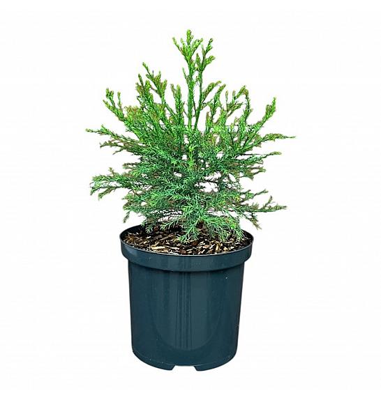 Sequoiadendron giganteum C2,5 lit. 25-30 cm