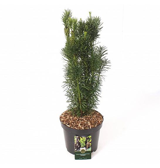 Cephalotaxus harringtonia Fastigiata C5 Lit. 40-50 cm