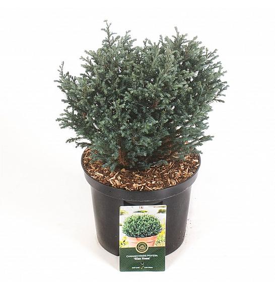 Chamaecyparis pisifera Blue Moon ᴾᴿ C5 Lit. 30-40 cm