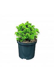 Picea lauca Piccolo C2.5 Lit. 15-20 cm