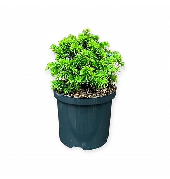 Picea lauca Piccolo C2.5 Lit. 15-20 cm