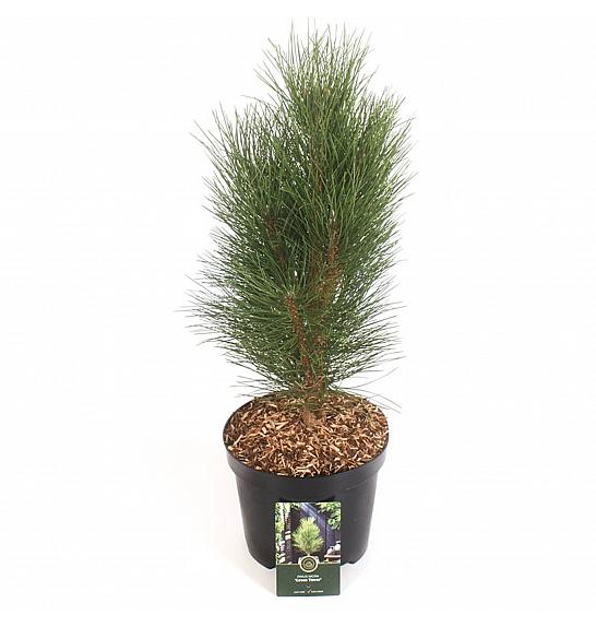 Pinus nigra Green Tower C5 Lit. 30-40 cm