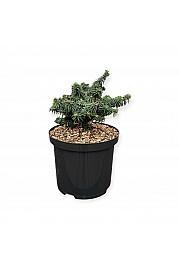 Picea lauca Piccolo C5 Lit. 25-30 cm