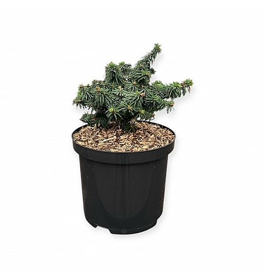Picea lauca Piccolo C5 Lit. 25-30 cm