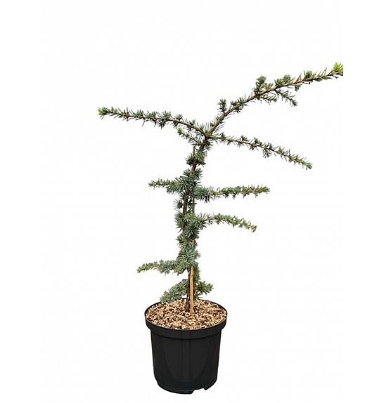 Cedrus atlantica Aurea C5 Lit. 30-40 cm