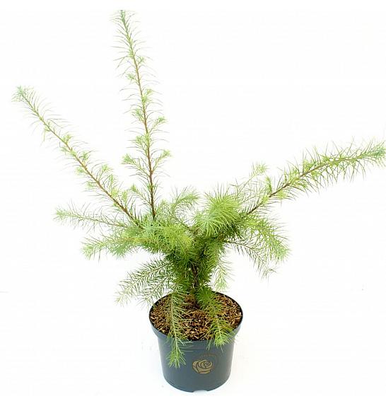 Larix kaempferi Magic Gold C5 Lit. 30-40 cm