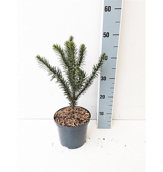 Araucaria araucana C5 Lit. 30-40 cm