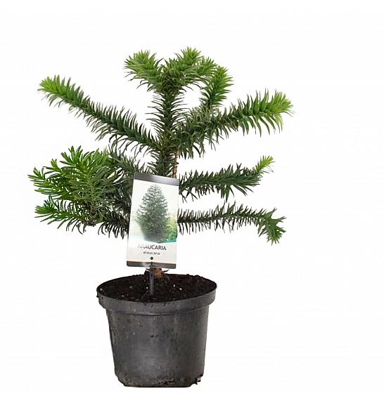 Araucaria araucana C5 Lit. 40-60 cm