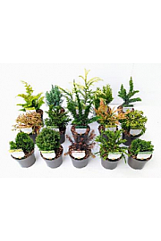 Conifers Essentials Mix Ø 10,5; 1 CC KOLICA = 360 KOM