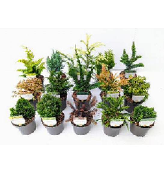 Conifers Essentials Mix Ø 10,5; 1 CC KOLICA = 360 KOM